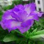 2 Pcs Adenium Light Purple Petals with Dark Purple Stripe Flower Seeds
