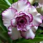2 Pcs Adenium Pink Petals with Blue Stripe Flower Seeds