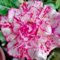 2 Pcs Adenium Whitish Pink Petals with Purple Stripe & Centre Flower Seeds