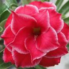 2 Pcs Adenium Dark Red Petals Flower Seeds 2 Pcs Adenium Dark Red Petals Flower Seeds