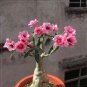 2 Pcs Adenium White Light Pink Petals with Rose Red Centre Flower Seeds