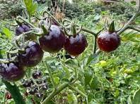100 Pcs Tomato 'Blue Berries' Fruit Seeds