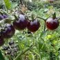 100 Pcs Tomato 'Blue Berries' Fruit Seeds