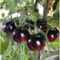 100 Pcs Tomato 'Blue Berries' Fruit Seeds