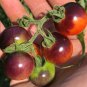 100 Pcs Tomato 'Blue Berries' Fruit Seeds