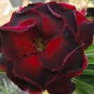 2 Pcs Adenium Blackish Dark Red Desert Rose Flower Seeds 2 Pcs Adenium Blackish Dark Red Desert Rose Flower Seeds
