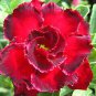 2 Pcs Adenium Blackish Dark Red Desert Rose Flower Seeds