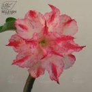 2 Pcs Adenium Rose Pink Petals Light Pink Edge Desert Rose Flower Seeds 2 Pcs Adenium Rose Pink Petals Light Pink Edge Desert Rose Flower Seeds