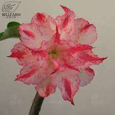2 Pcs Adenium Rose Pink Petals Light Pink Edge Desert Rose Flower Seeds
