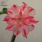 2 Pcs Adenium Rose Pink Petals Light Pink Edge Desert Rose Flower Seeds
