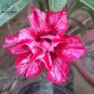 2 Pcs Adenium Rose Pink Petals Light Pink Edge Desert Rose Flower Seeds