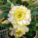 2 Pcs Adenium White Yellow Bonsai Tree Flower Seeds