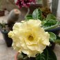 2 Pcs Adenium White Yellow Bonsai Tree Flower Seeds
