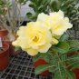 2 Pcs Adenium White Yellow Bonsai Tree Flower Seeds