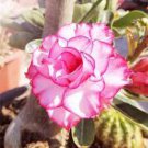 2 Pcs Adenium White Petals Rose Red Edge Flower Seeds 2 Pcs Adenium White Petals Rose Red Edge Flower Seeds