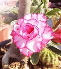 2 Pcs Adenium White Petals Rose Red Edge Flower Seeds