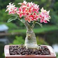 2 Pcs Adenium Pink Petals Red Stripe Dark Red Centre Flower Seeds