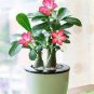 2 Pcs Adenium Pink Petals Red Stripe Dark Red Centre Flower Seeds