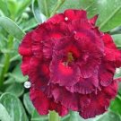 2 Pcs Adenium Vermeil Desert Rose Flower Seeds
