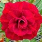 2 Pcs Adenium Vermeil Desert Rose Flower Seeds