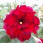 2 Pcs Adenium Vermeil Desert Rose Flower Seeds