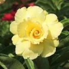2 Pcs Adenium Yellow Desert Rose Seeds