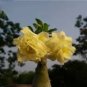 2 Pcs Adenium Yellow Desert Rose Seeds