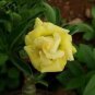 2 Pcs Adenium Yellow Desert Rose Seeds