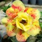 2 Pcs Adenium Yellow Petals Dark Red Thick Stripe Flower Seeds