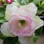 2 Pcs Adenium Light Pink & Rose Red Petals Flower Seeds