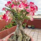 2 Pcs Adenium 'Tearose' Pink White Spot Stripe Bonsai Flowers