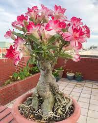 2 Pcs Adenium 'Tearose' Pink White Spot Stripe Bonsai Flowers