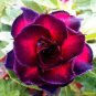 2 Pcs Adenium Fire Red Purple Petals Flower Seeds