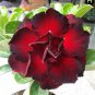 2 Pcs Adenium Fire Red Purple Petals Flower Seeds
