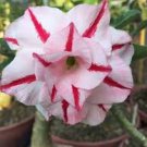 2 Pcs denium Pink Petals Dark Red Stripe Long Beard Flower Seeds desert rose