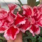 Adenium Dark Red Petals White Edge Short Beard Perennial Flower Seeds Adenium Dark Red Petals White Edge Short Beard Perennial Flower Seeds