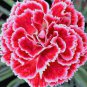 Adenium Dark Red Petals White Edge Short Beard Perennial Flower Seeds