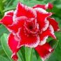 Adenium Dark Red Petals White Edge Short Beard Perennial Flower Seeds