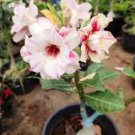 Adenium Light Pink 'peach blossom' Flower Seeds