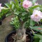 Adenium Light Pink 'peach blossom' Flower Seeds