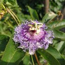 30 Pcs Passiflora Incarnata Maypop Passion Flower Seeds 30 Pcs Passiflora Incarnata Maypop Passion Flower Seeds