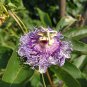 30 Pcs Passiflora Incarnata Maypop Passion Flower Seeds