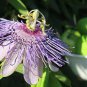 30 Pcs Passiflora Incarnata Maypop Passion Flower Seeds