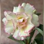 2 Pcs Adenium Whitish Light Water Pink Petals Flower Seed