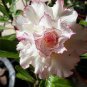 2 Pcs Adenium Whitish Light Water Pink Petals Flower Seed