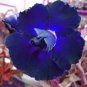 2 Pcs Adenium Blackish Dark Blue Petals Flower Seeds