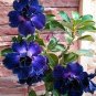 2 Pcs Adenium Blackish Dark Blue Petals Flower Seeds