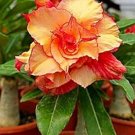 2 Pcs Adenium Fire Orange Petals with Fire Red Stripes & Edge Flower Seeds