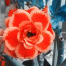 2 Pcs Adenium Fully Orange Petals Long Flower Tail Seeds