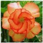 2 Pcs Adenium Fully Orange Petals Long Flower Tail Seeds